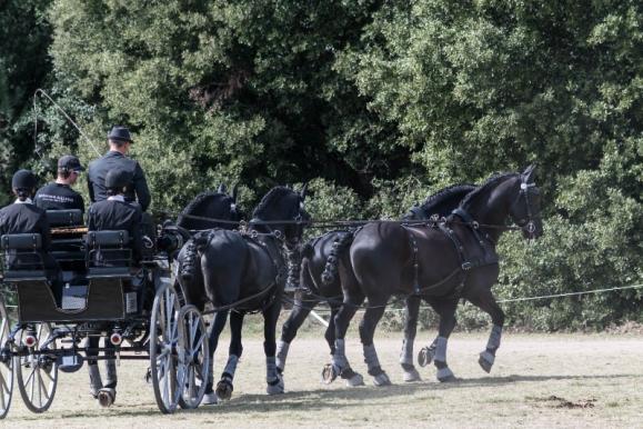 Cours d'attelage