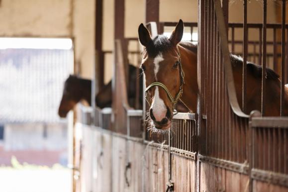 Pension chevaux