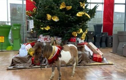 C'est bientôt les vacances de Noël, profitez des stages, cours, balades ...