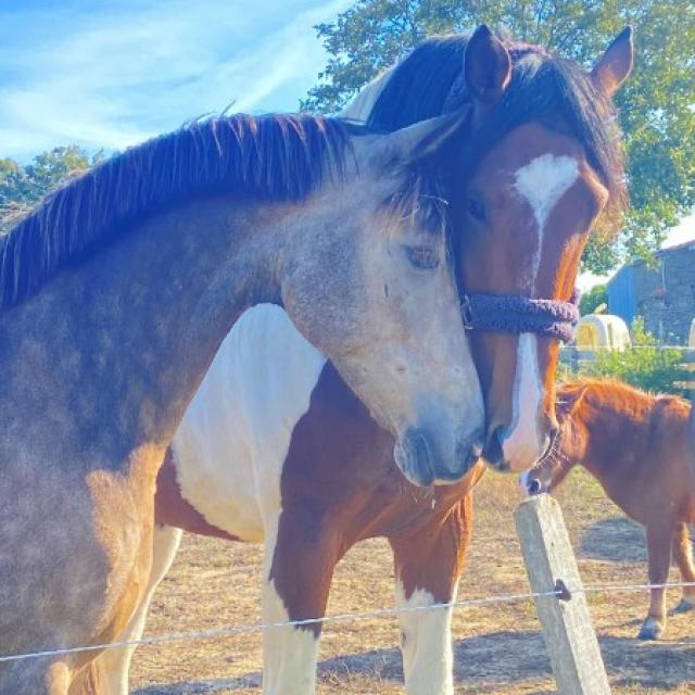 Élevage de chevaux et poneys aux Herbiers 