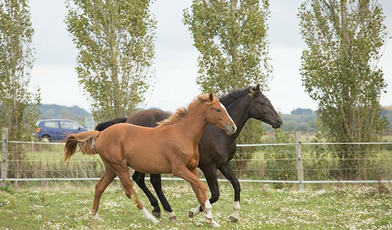 Centre équestre Les Herbiers