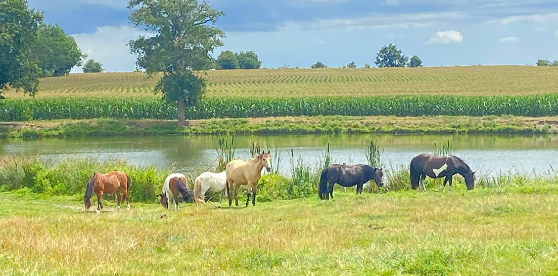 Cours dressage cheval